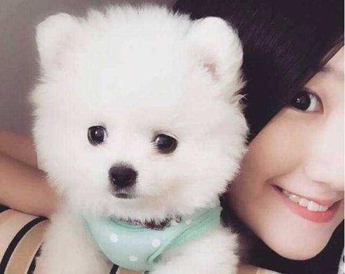 博美爆料新闻事件真相视频,揭秘新闻事件背后真相 第1张 博美爆料新闻事件真相视频,揭秘新闻事件背后真相 第1张