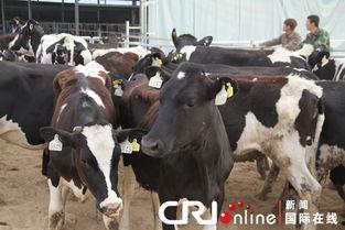 奶牛在线观看 第1张 奶牛在线观看 第1张